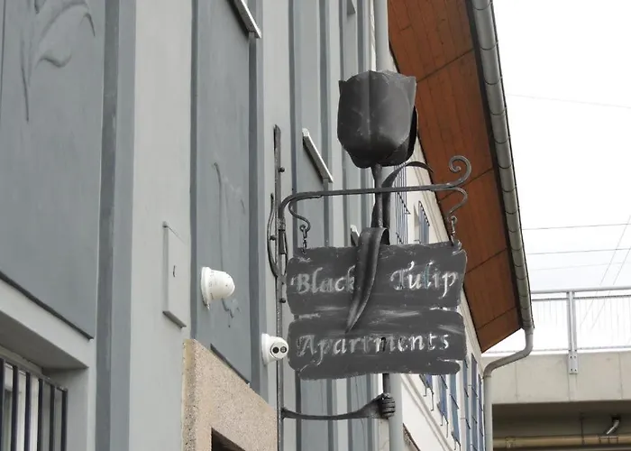 černý Tulipán - 2 Plzeň